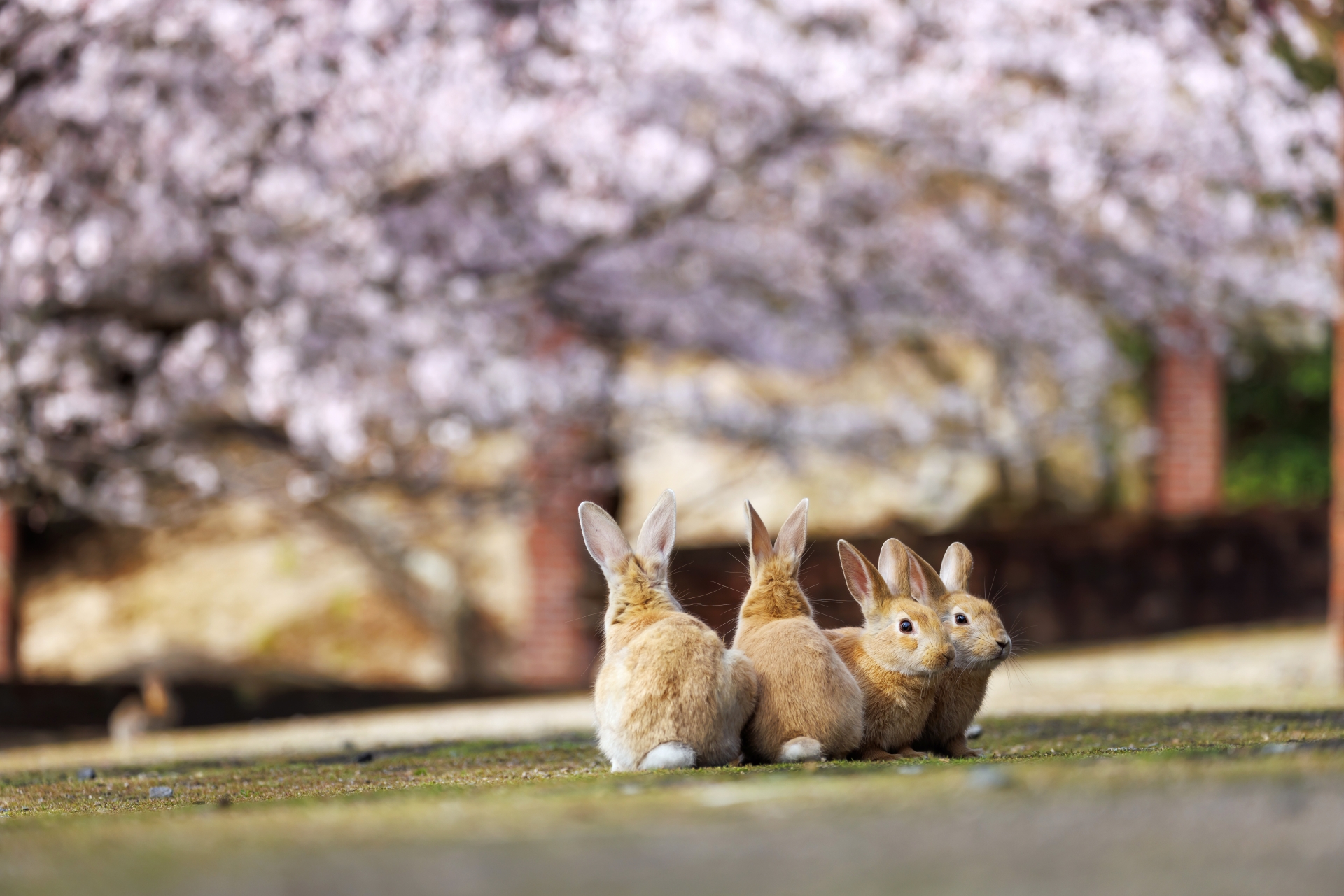 動物・生き物の島
