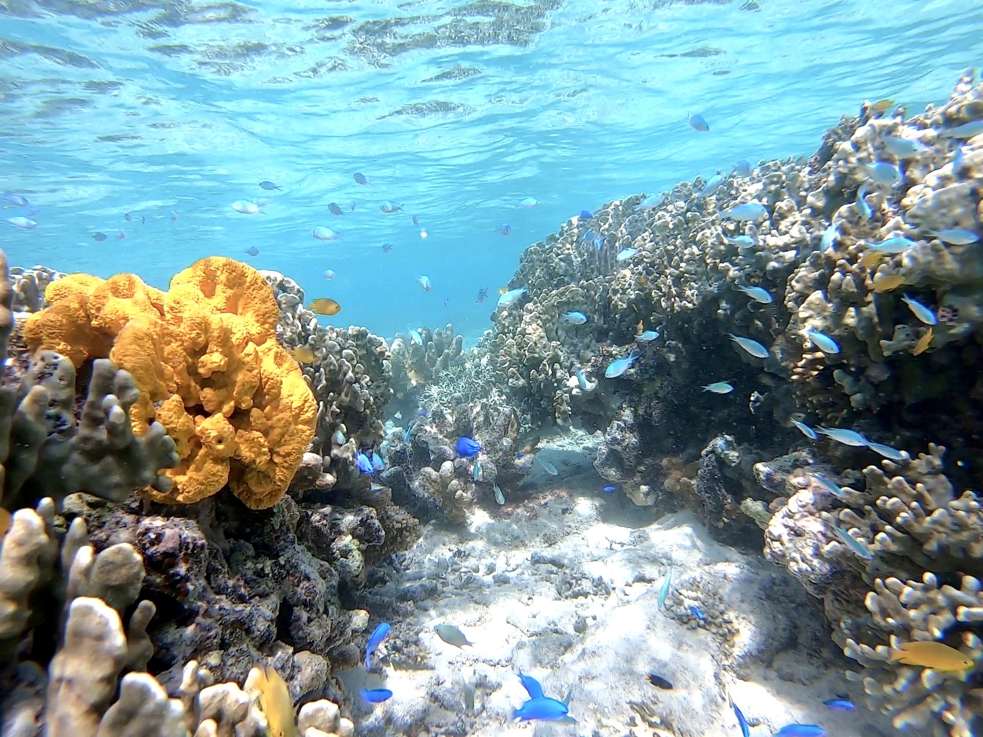 ダイビング・潜水