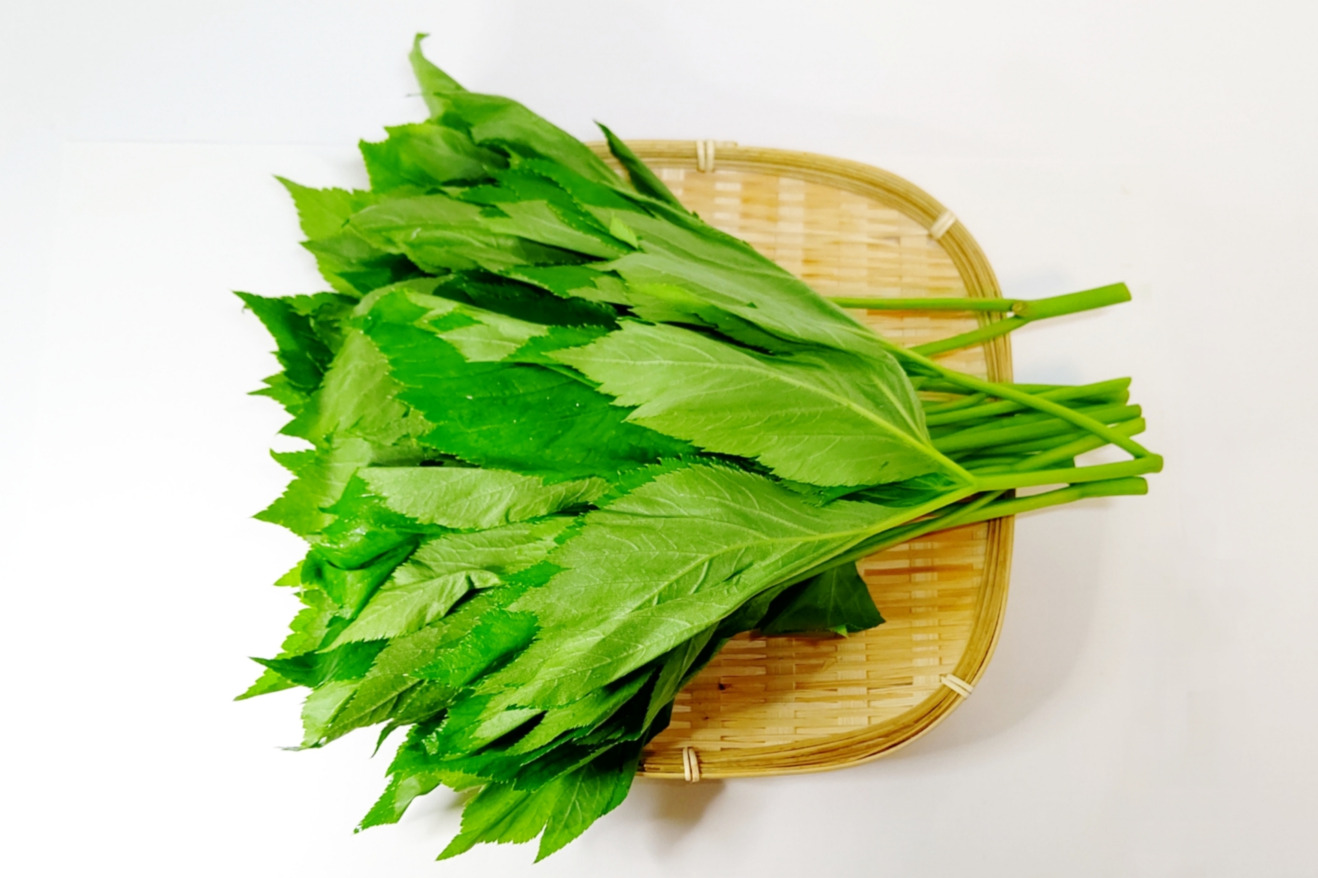 明日葉