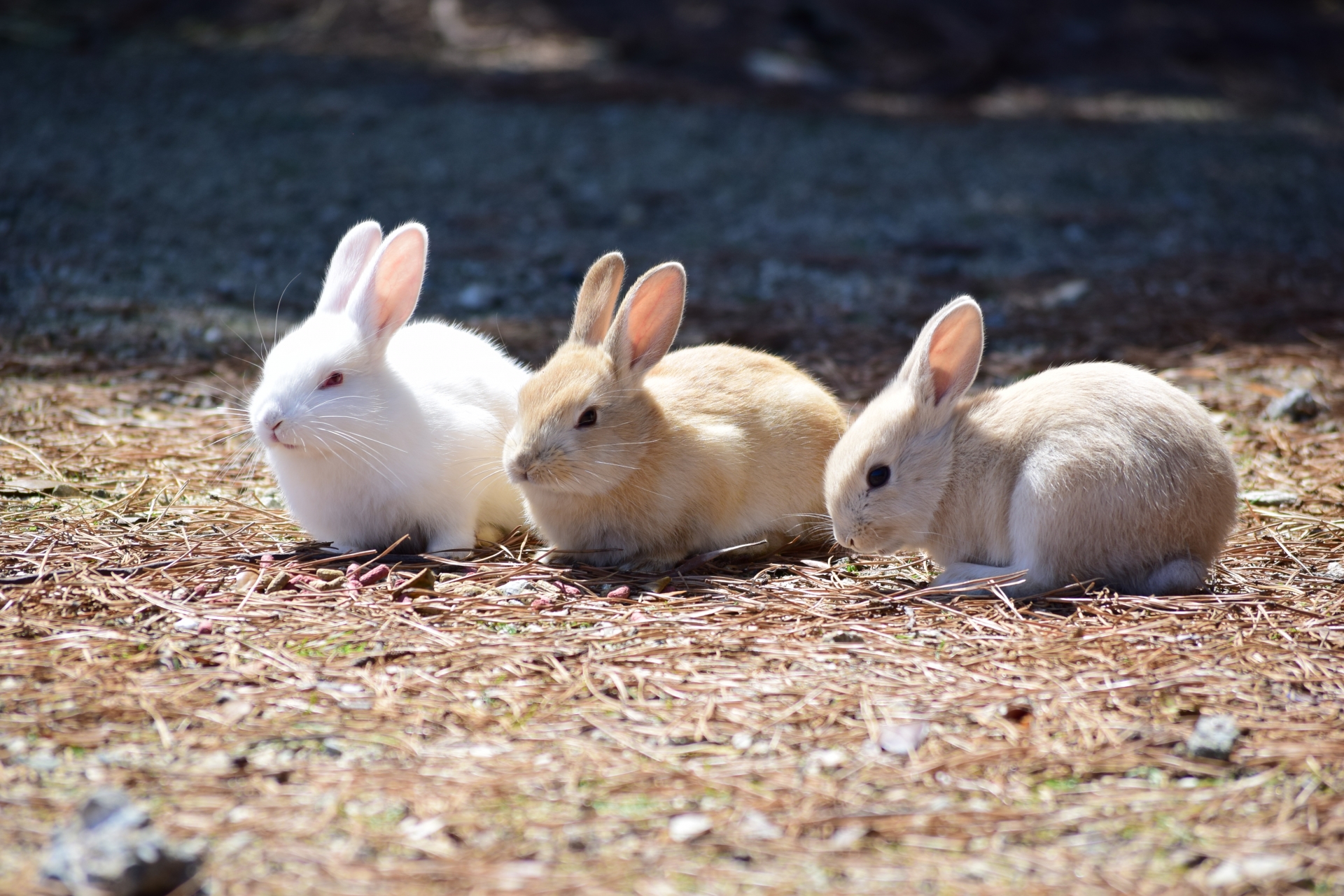３羽の子ウサギ