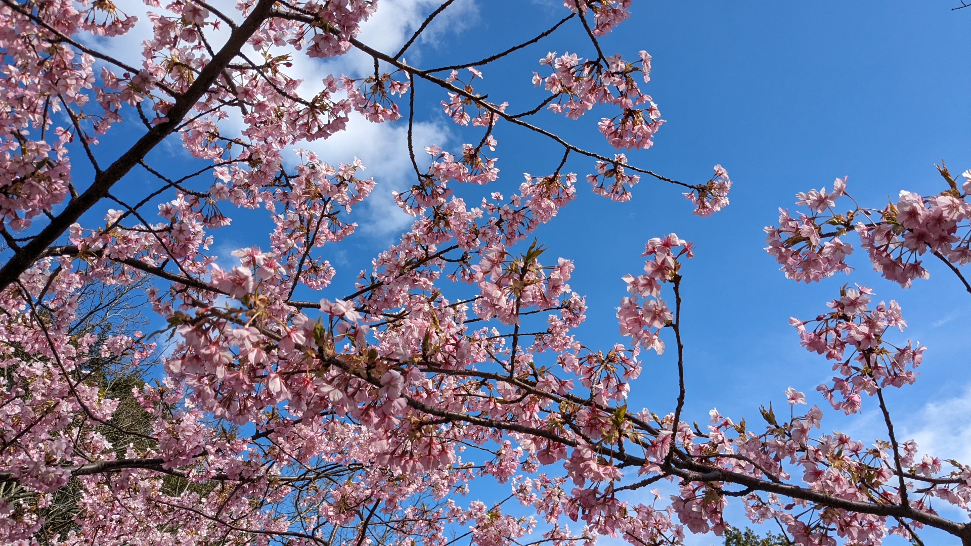 上蒲刈島であいの館付近の河津桜