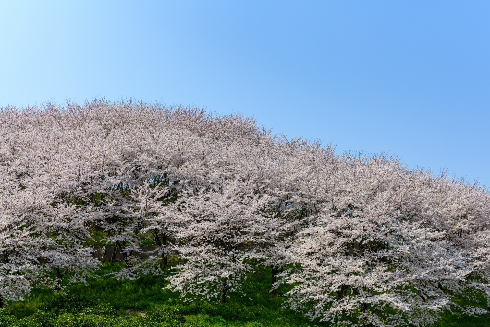 佐木島　青空と満開の桜