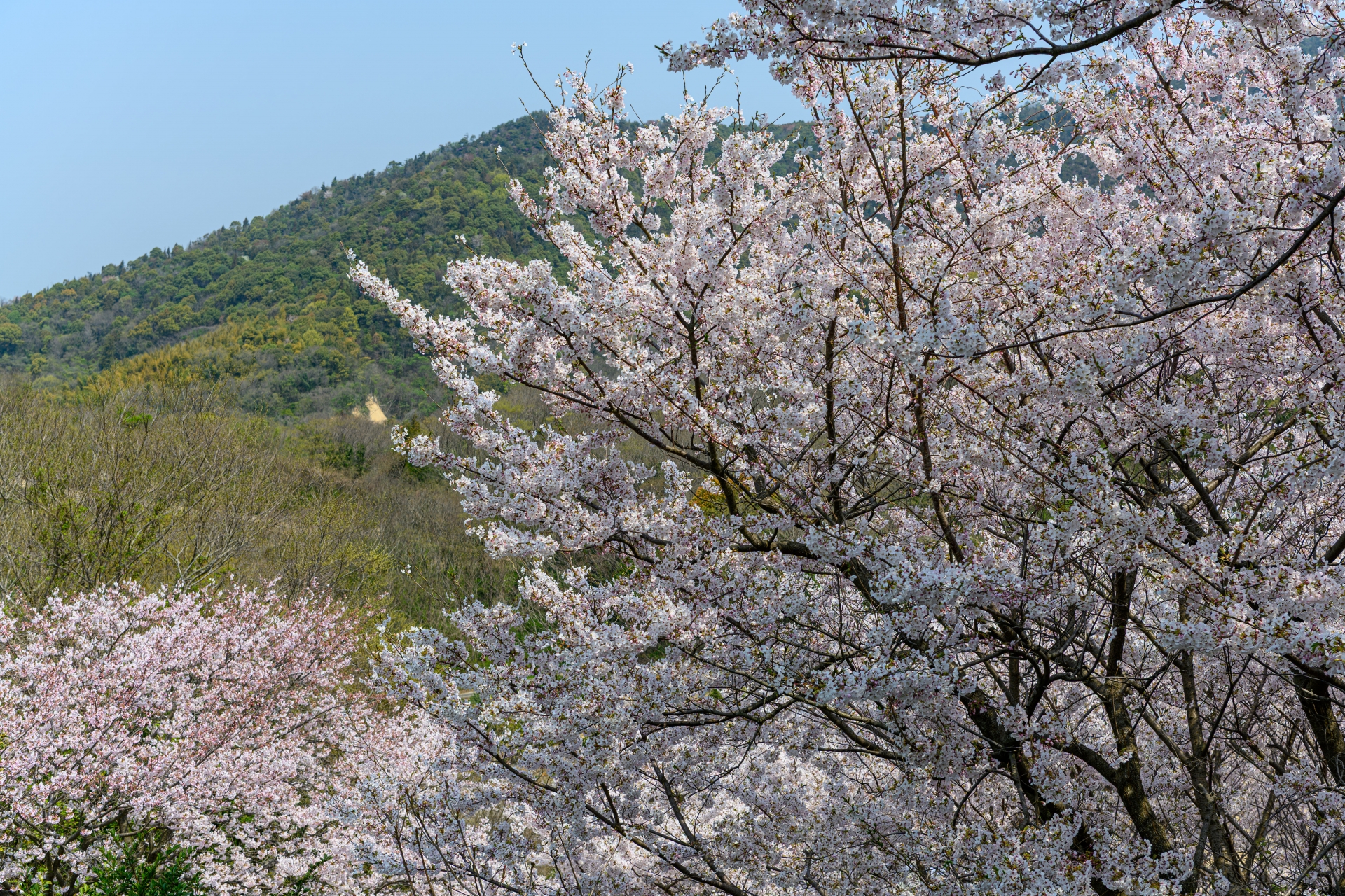 佐木島　桜の咲く春の風景