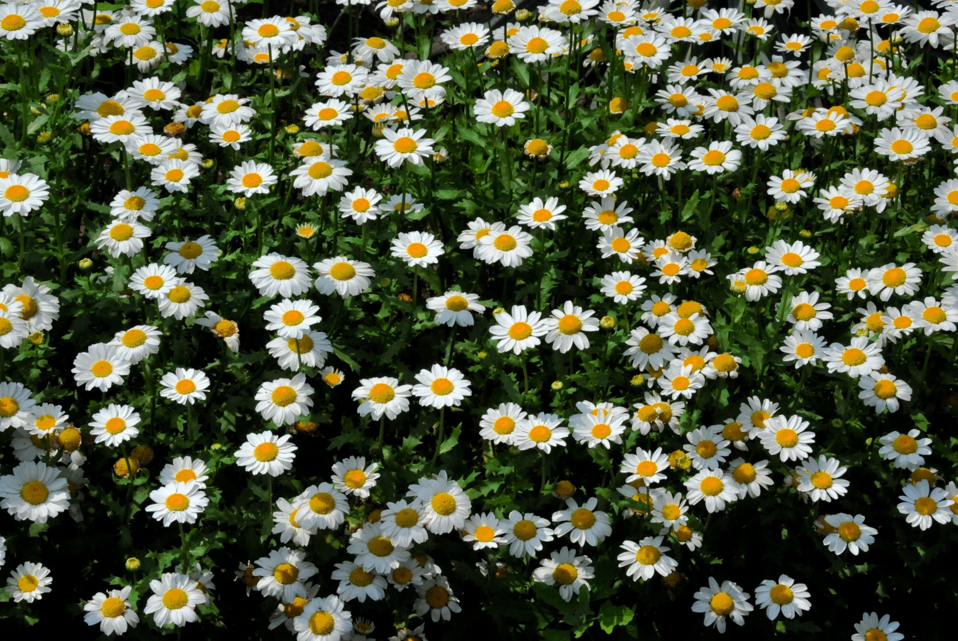 除虫菊