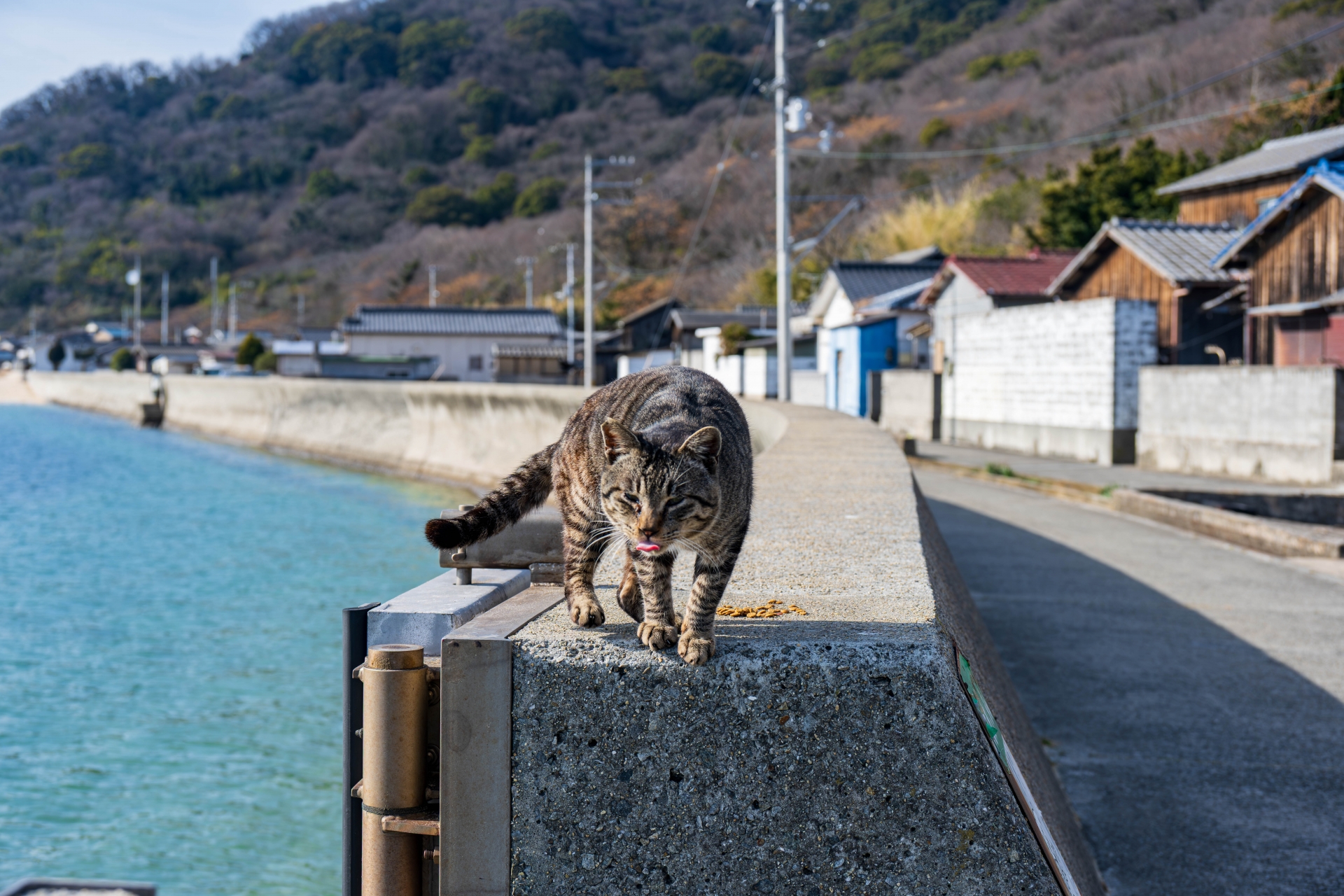 跳ぼうと準備する猫