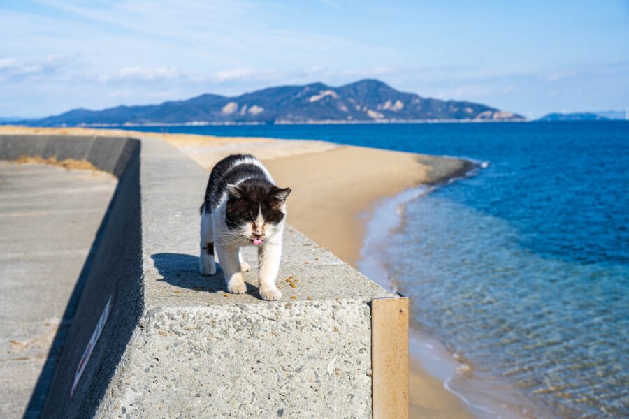 佐柳島
