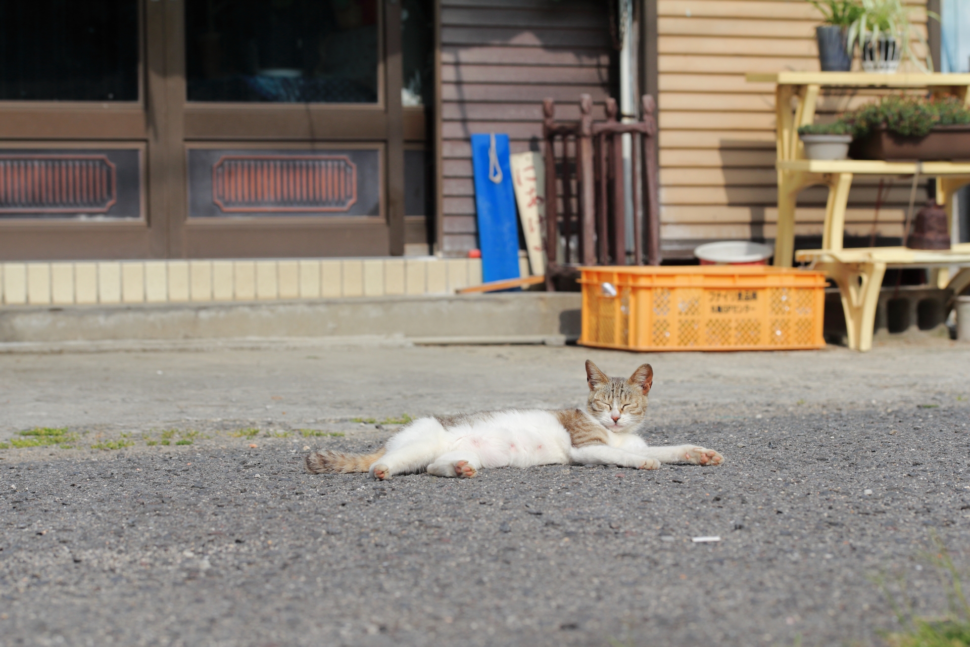 佐柳島の猫