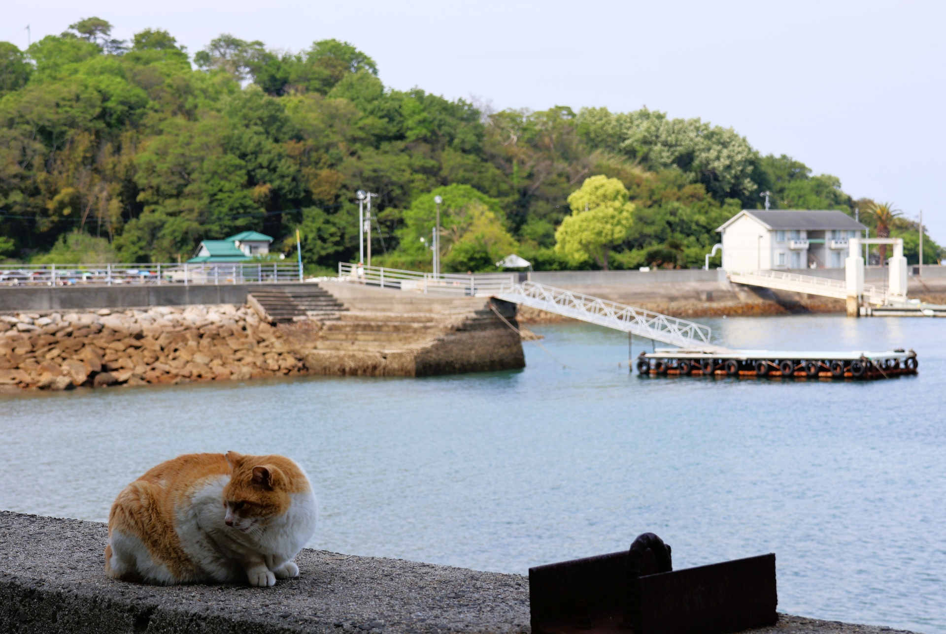 志々島の防波堤のネコ
