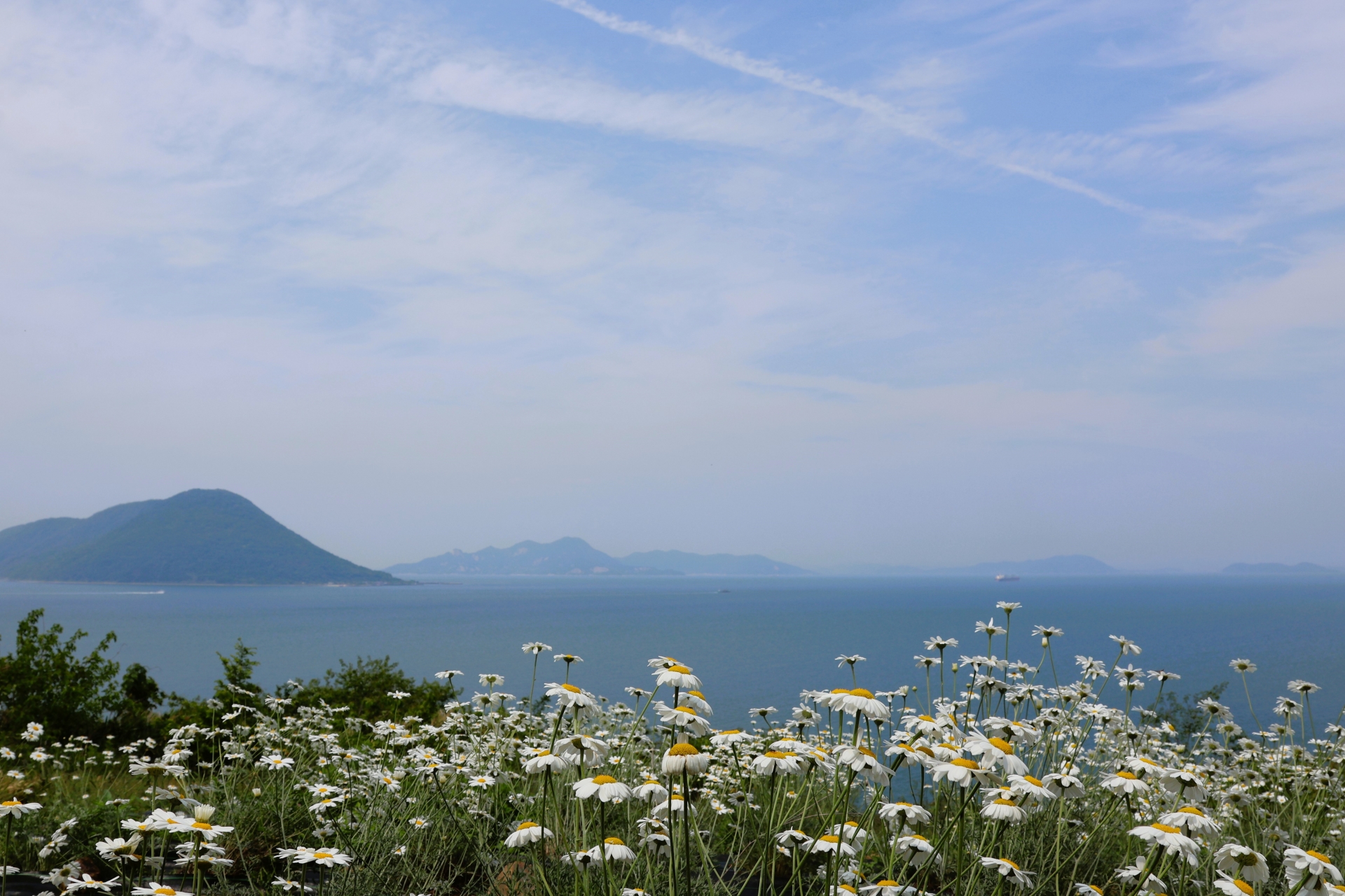 志々島の除虫菊の花