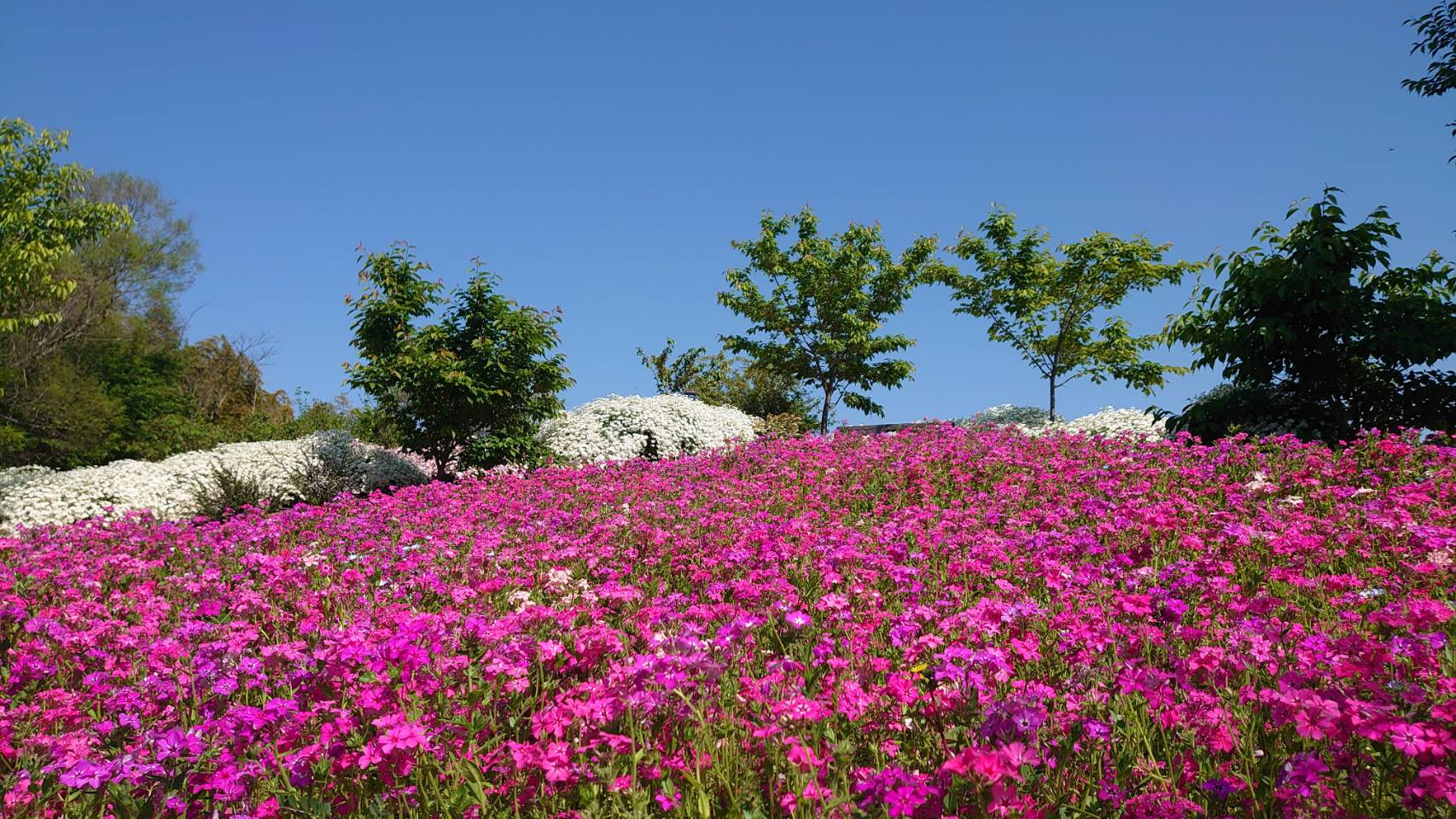 花畑