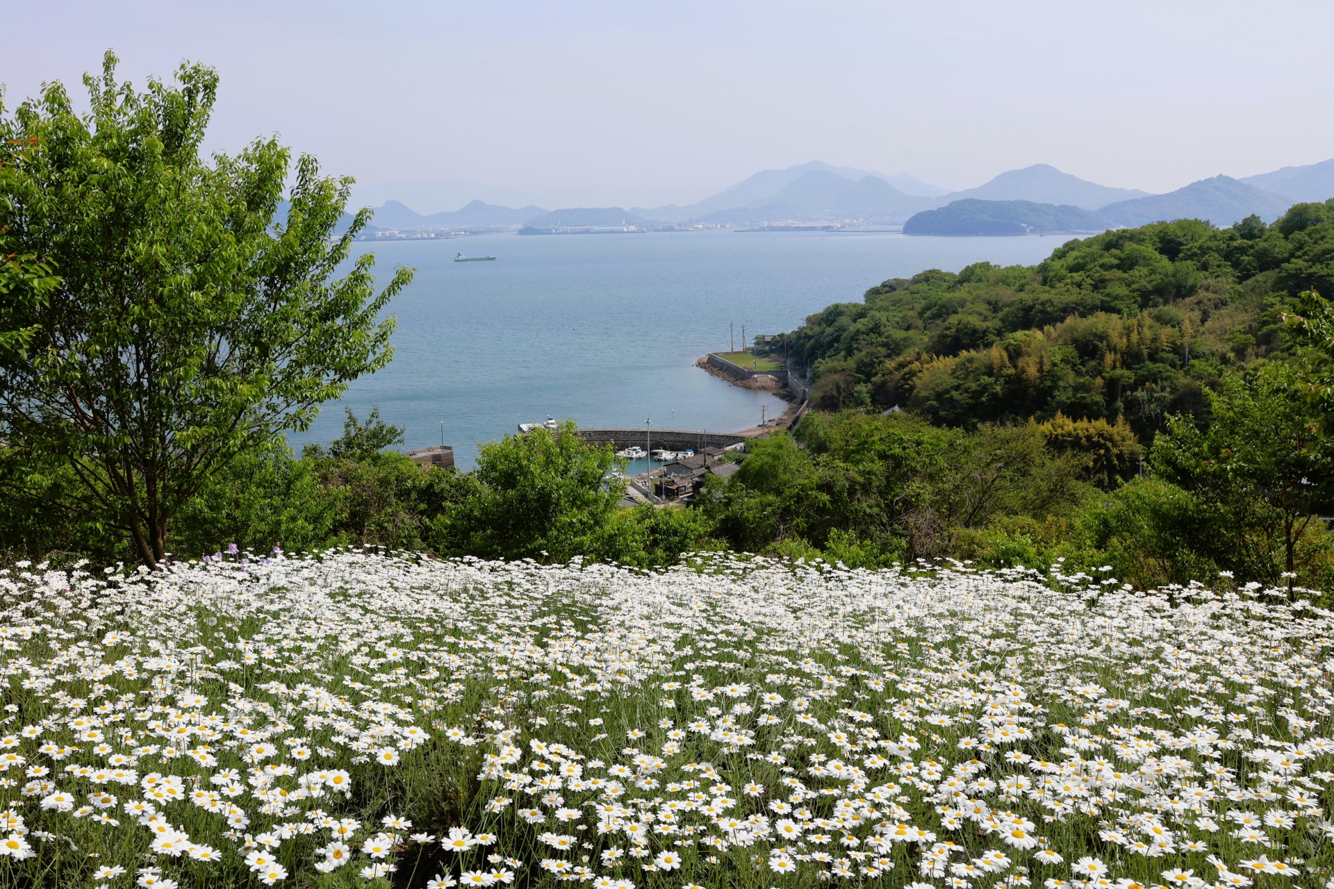 志々島の除虫菊の花