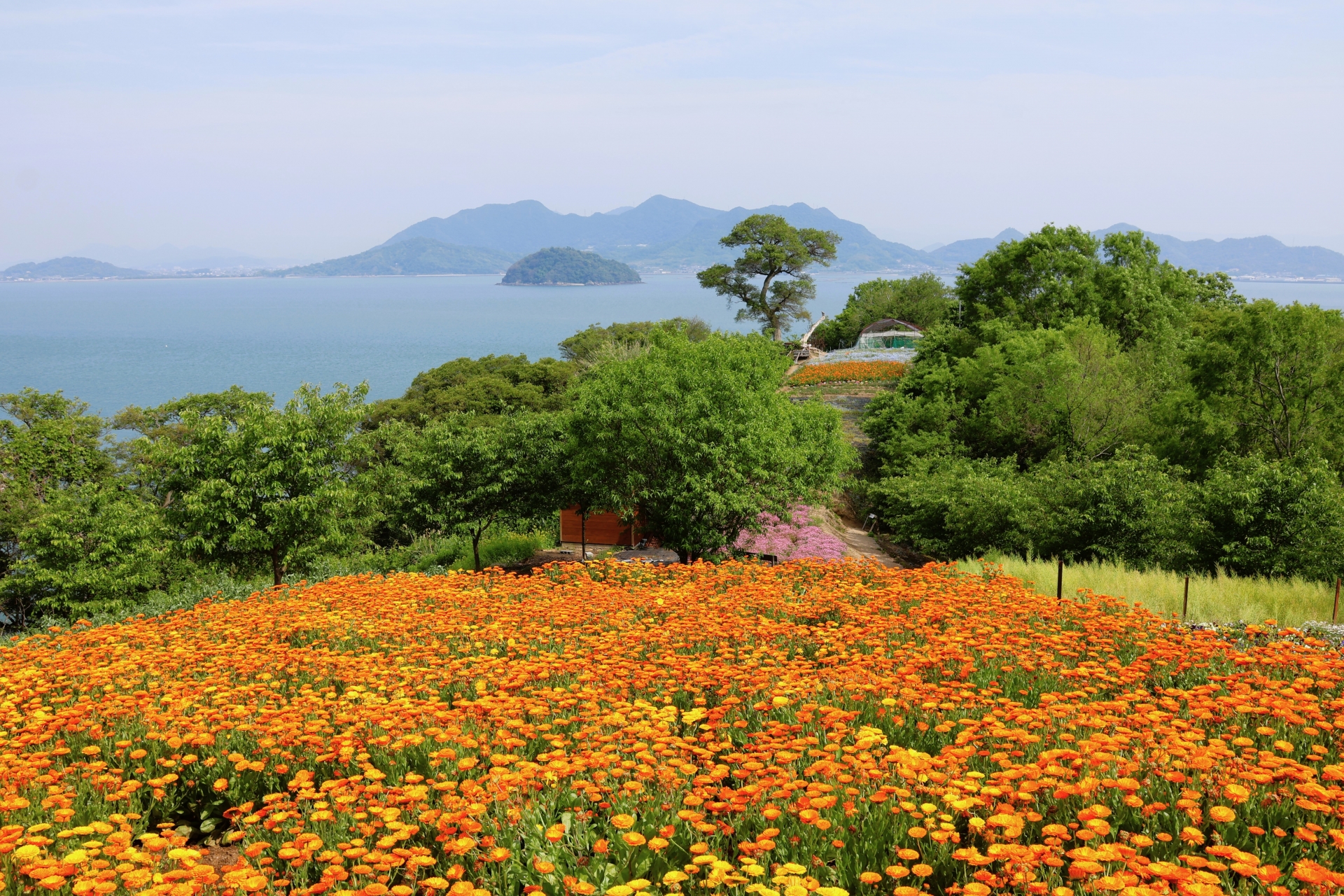 志々島のキンセンカの花