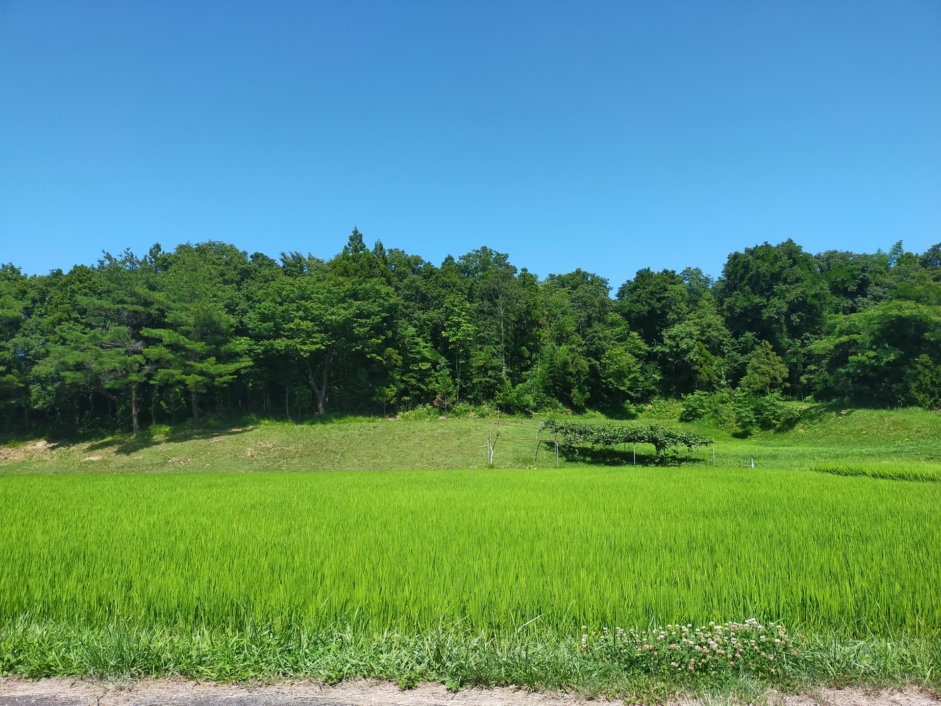佐渡島