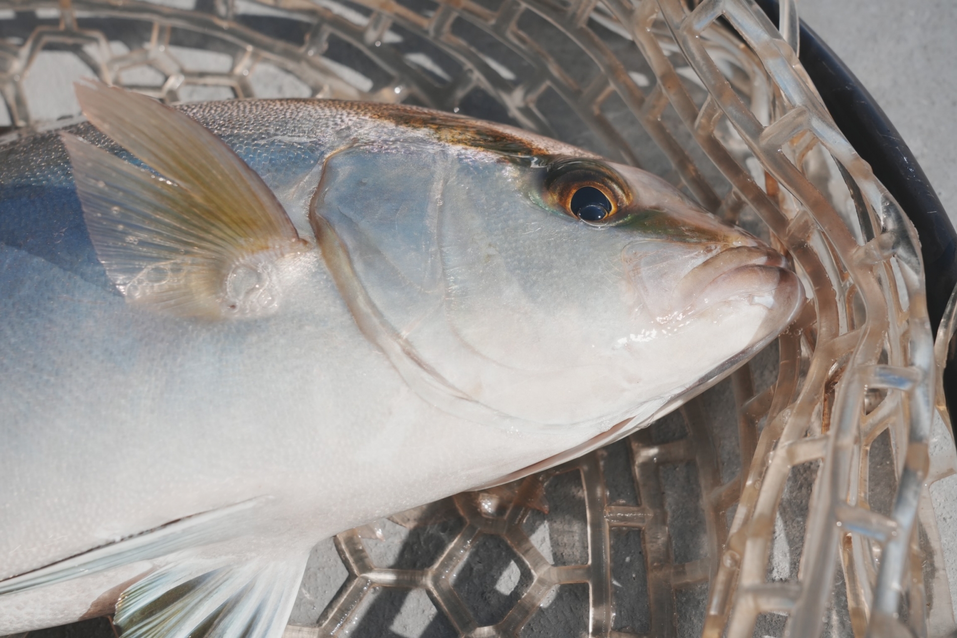 釣れた新鮮なカンパチ