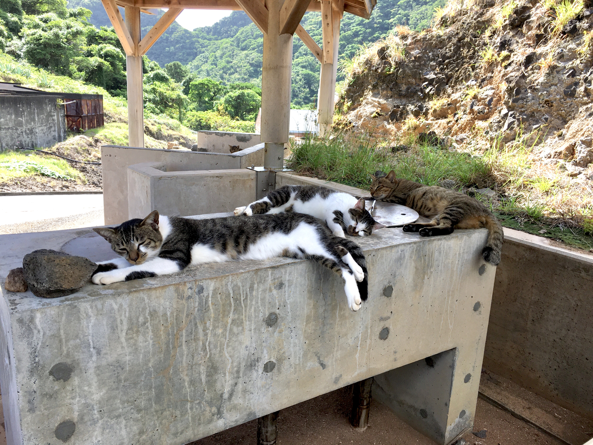 青ヶ島猫