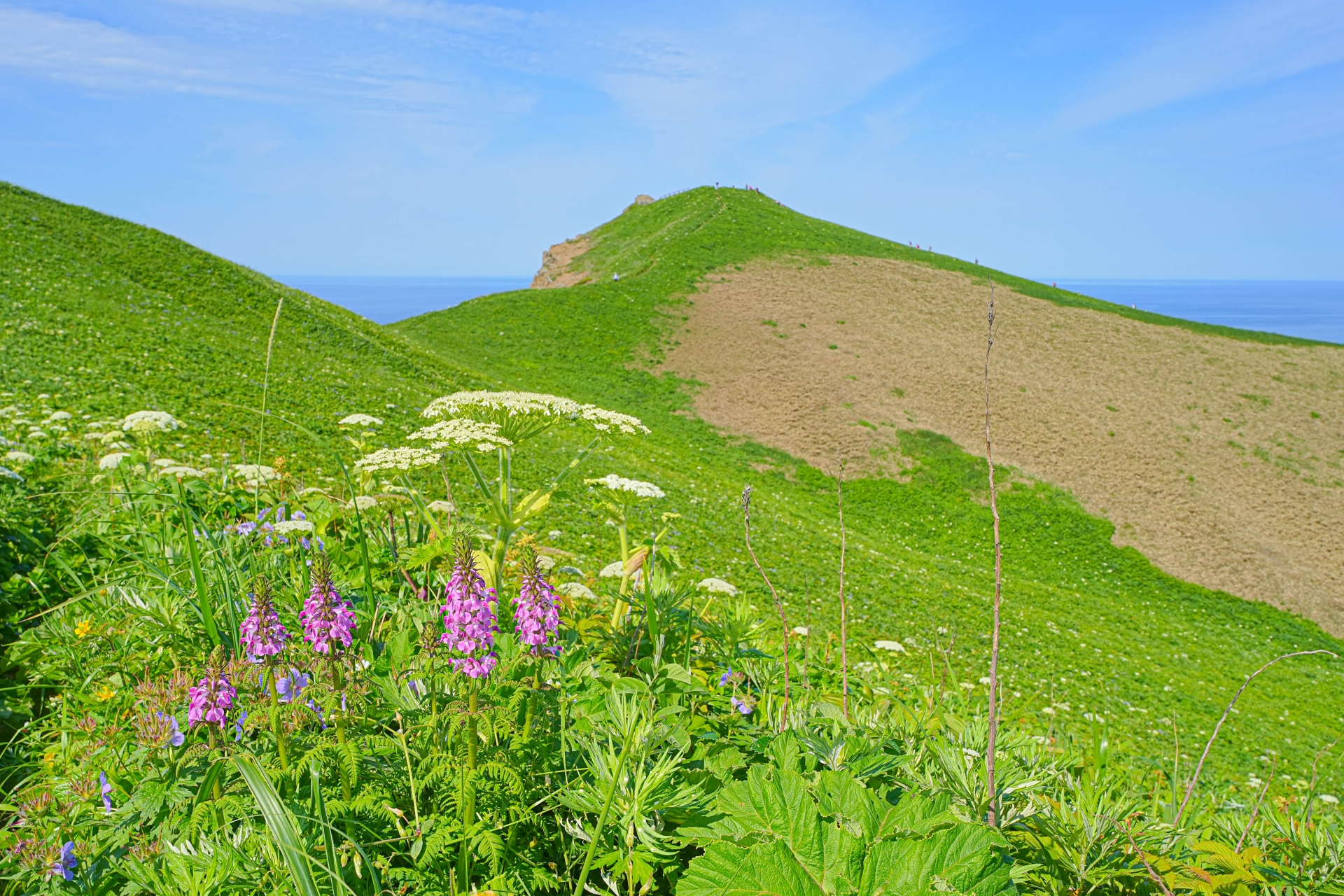 礼文島の空撮