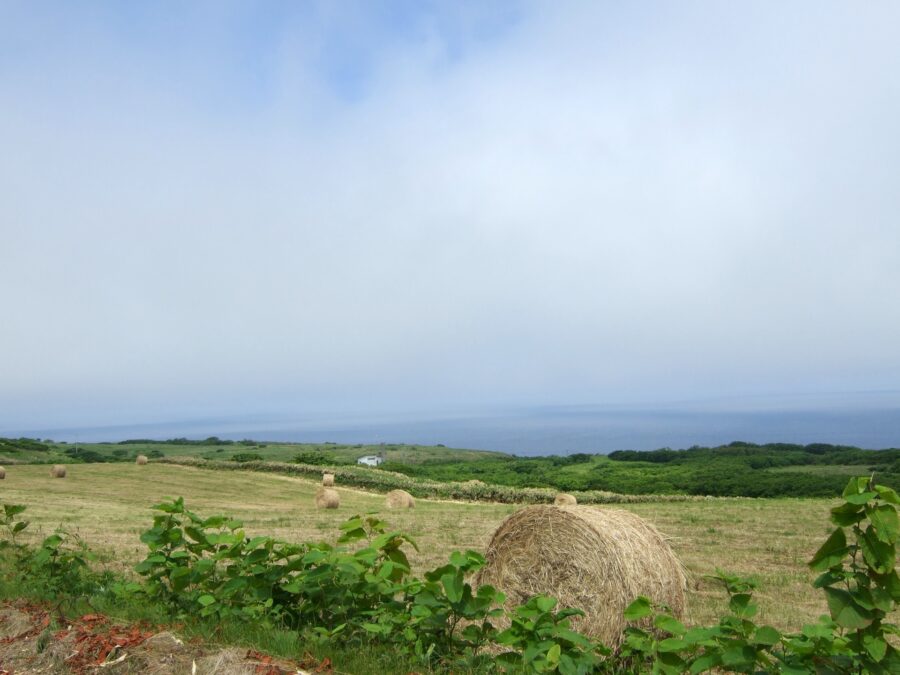 焼尻島