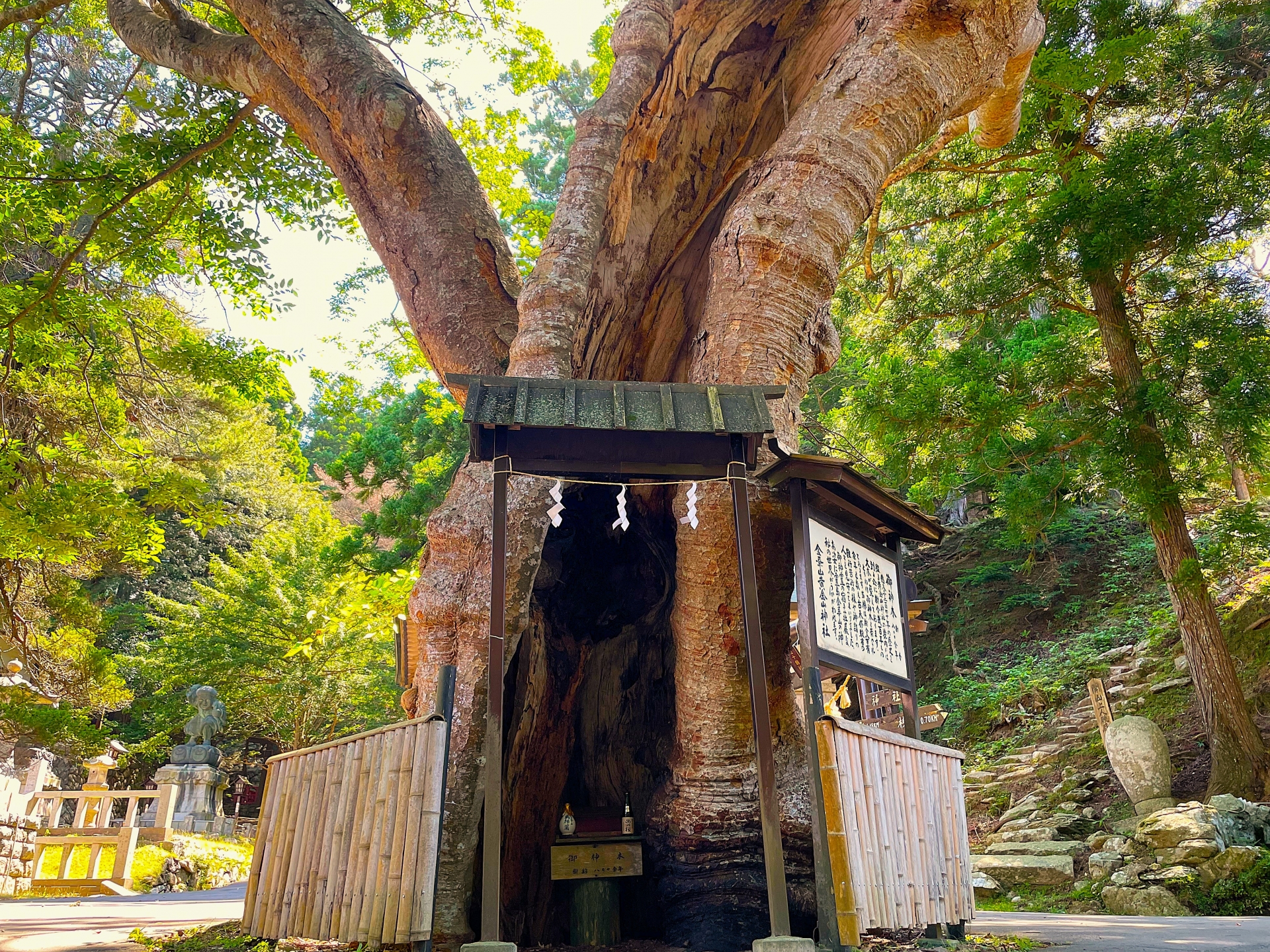金華山黄金山神社御神木