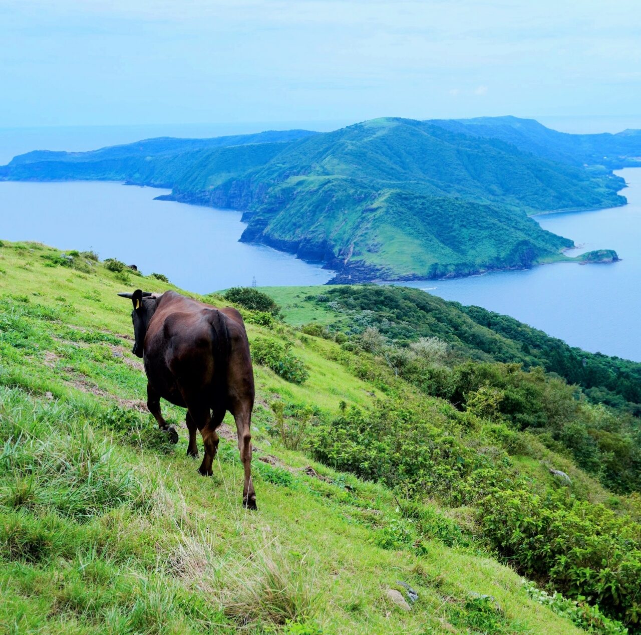 隠岐知夫村アカハゲ山の牛と島前の景観
