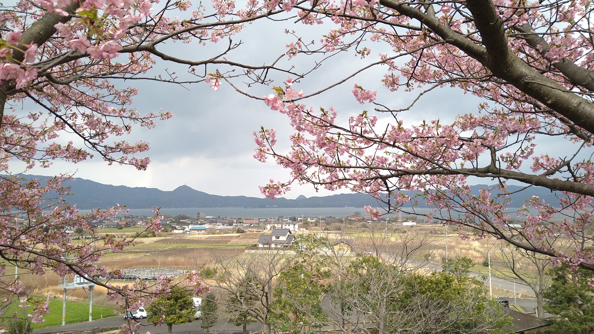 春の大根島