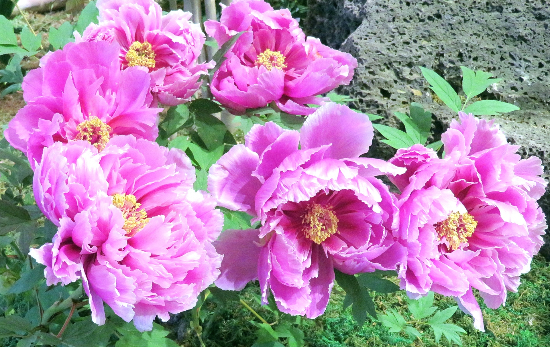 牡丹の花