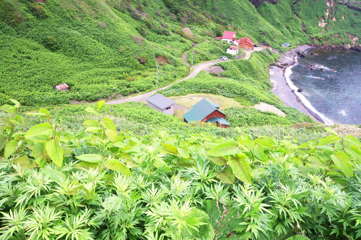 利尻　礼文島の初夏