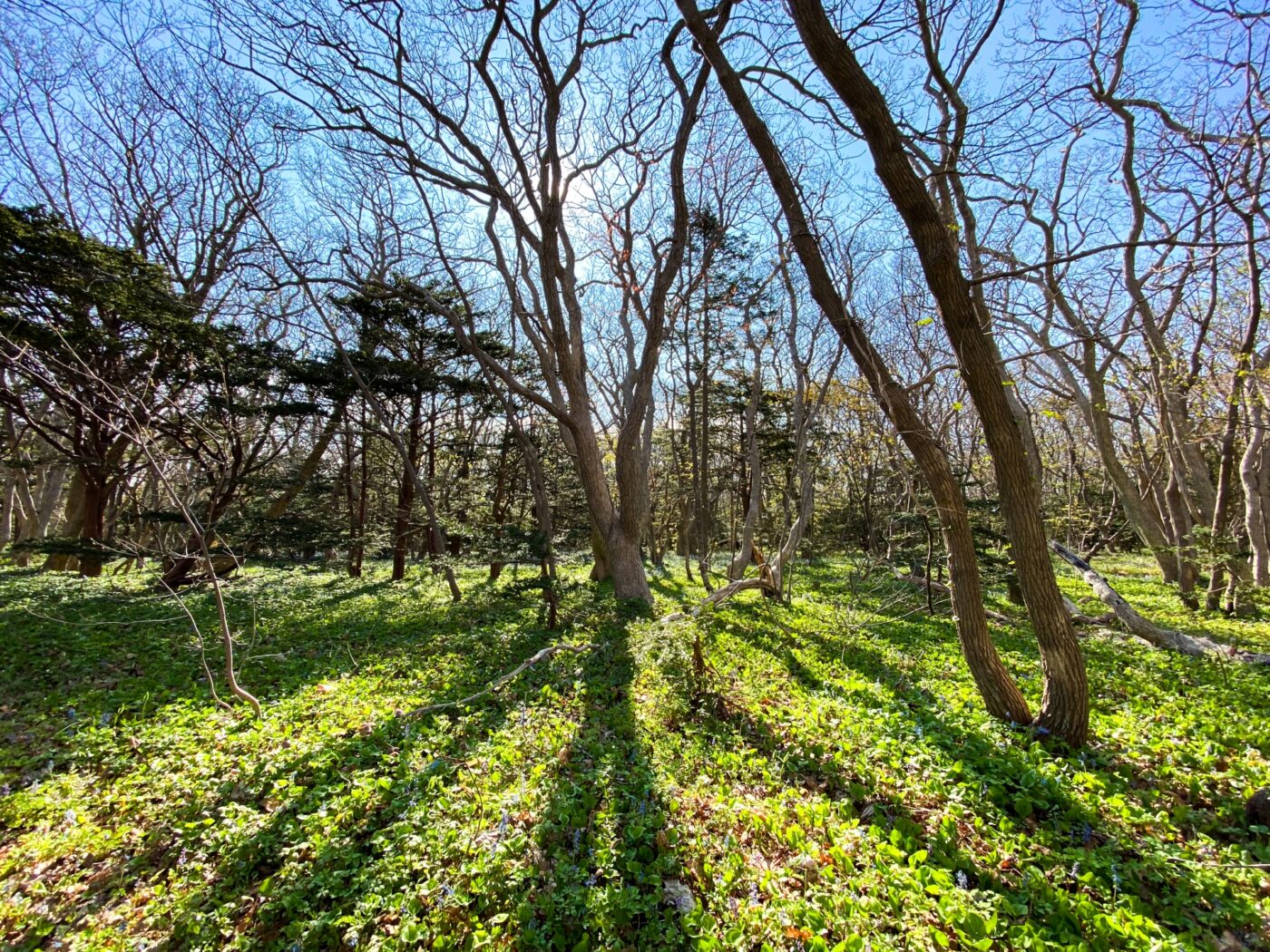 焼尻島の原生林がひしめくオンコの荘