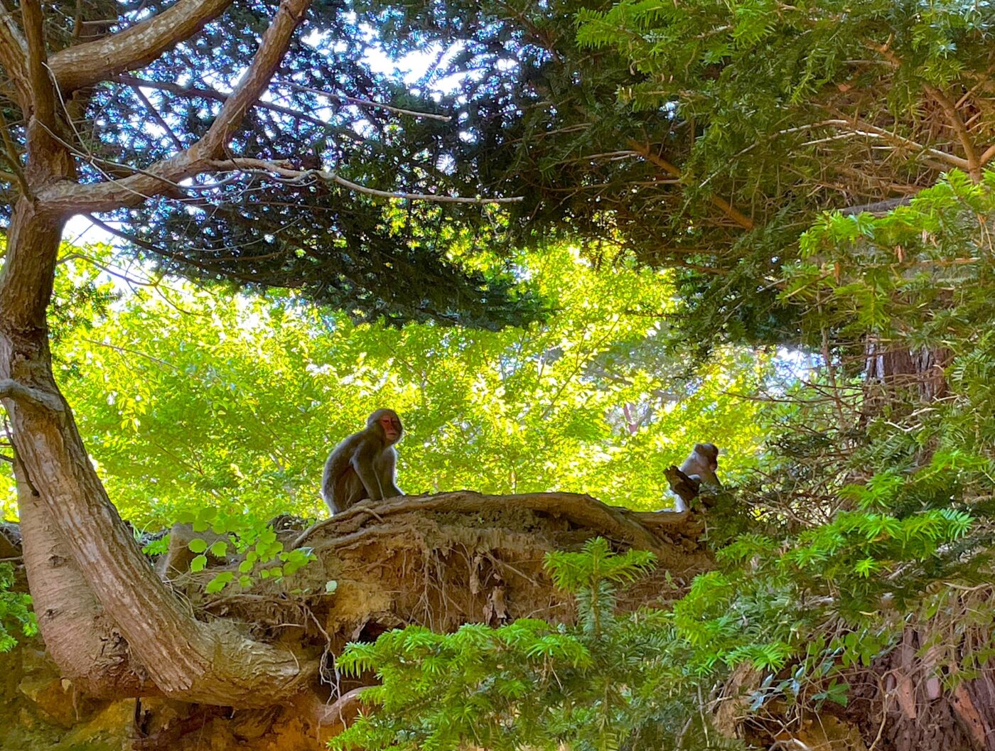 金華山参道の猿