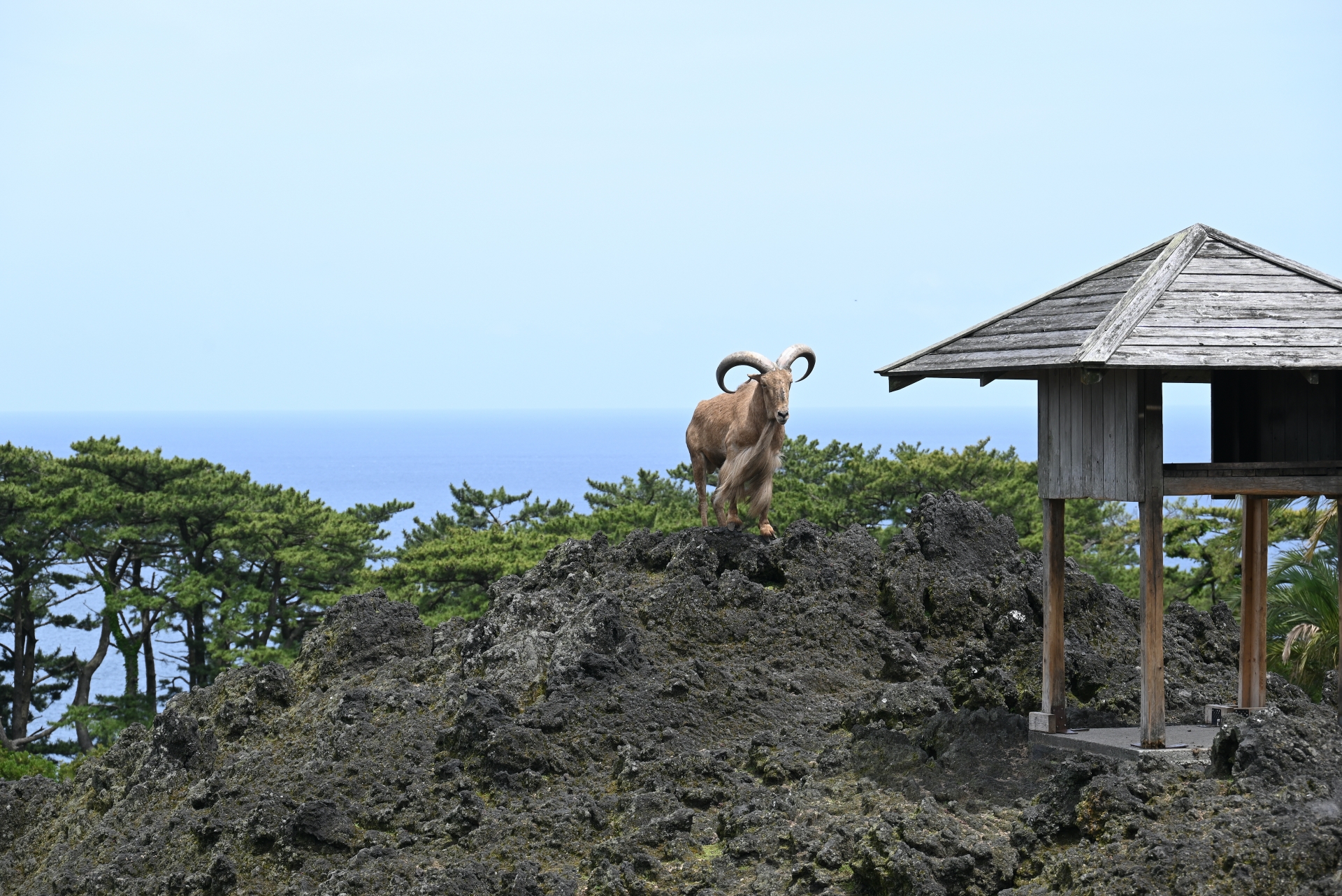 大島公園　動物園