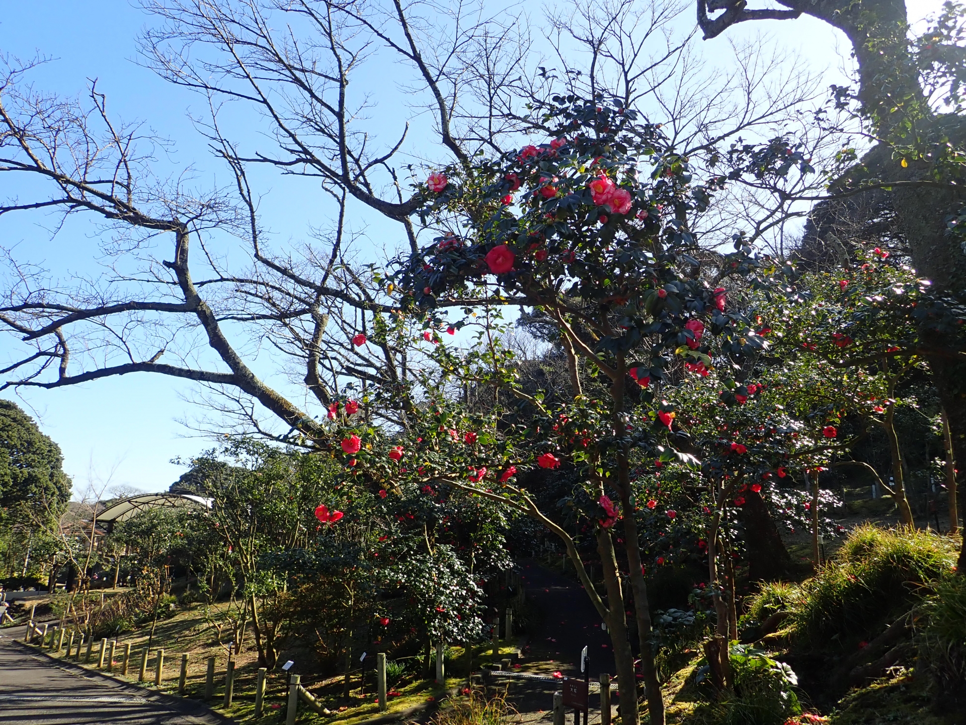 大島公園椿園