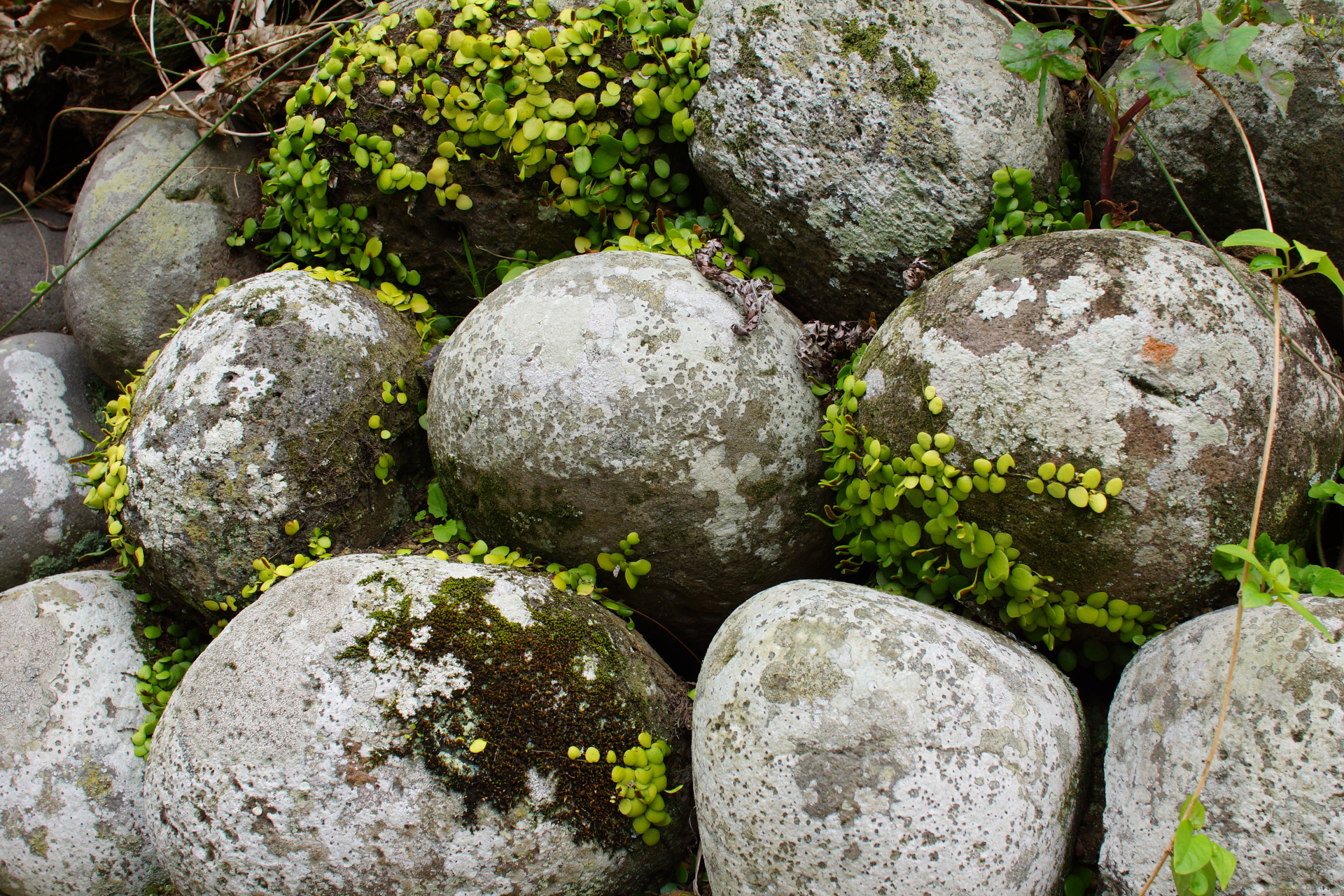 八丈島大里の玉石垣に生える苔とシダ植物