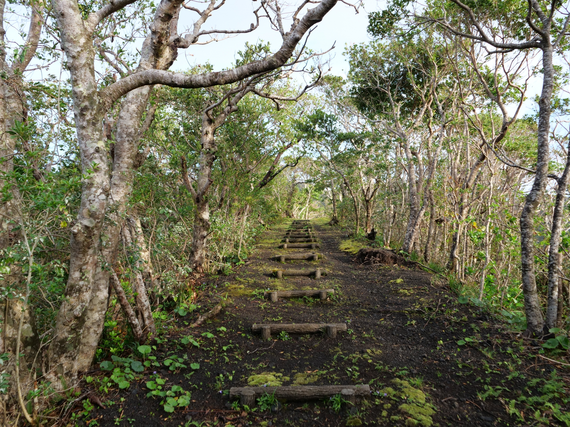 丸山遊歩道