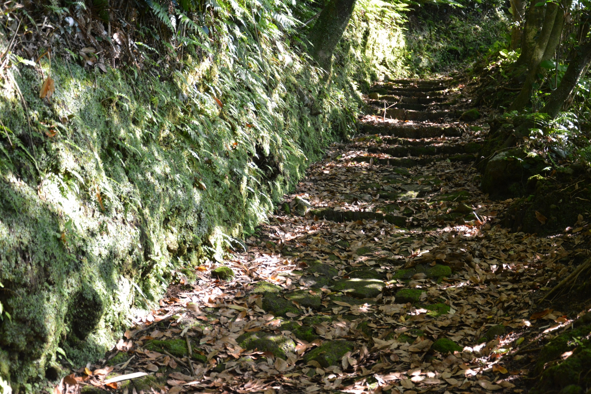 大凸部登山道