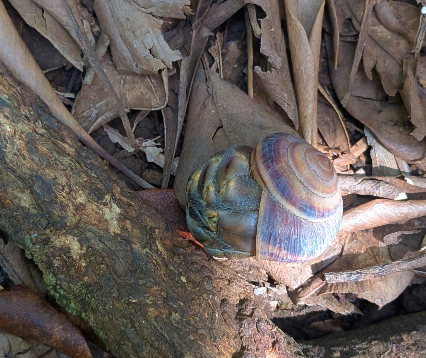 コガネカタマイマイ